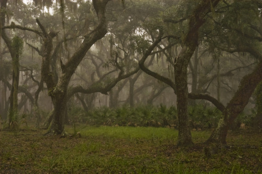 Mist and fog enshroud live oaks in a hardwood hammock