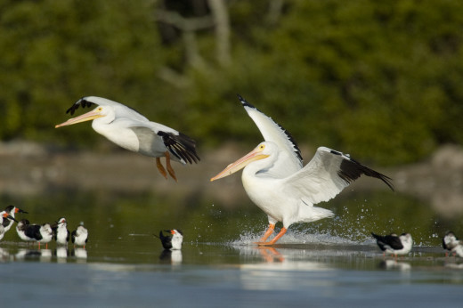 american-white-pelican-00001
