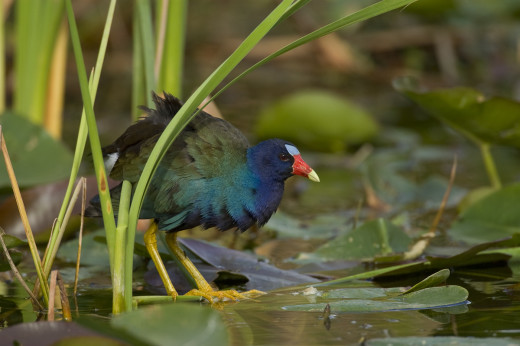 purple-gallinule-00033