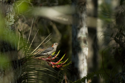 Red-bellied Woodpecker feeding on the bloom of a Stiff-leafed Wild Pine.  Cypress Dome, Everglades Natoinal Park, Florida.