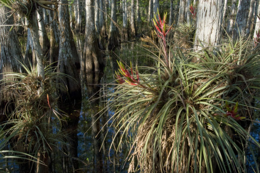 Cypress dome with blooming Stiff-leafed Wild Pine.  Everglades National Park, Florida.