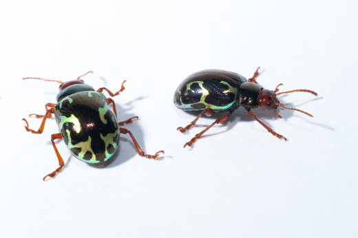 Beetles from a Costa Rican cloud forest