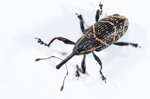 Weevil species from Costa Rican cloud forest