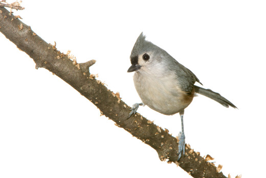 Tufted Titmouse (Baeolophus bicolor)