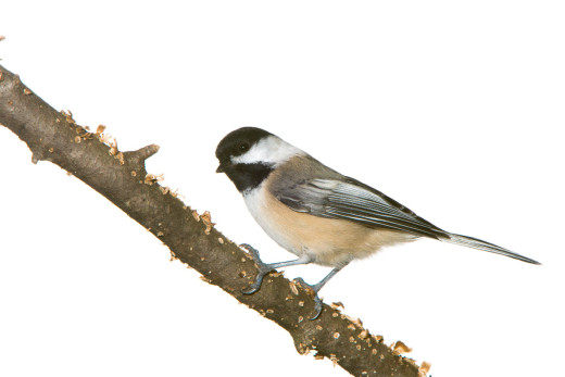 Black-capped Chickadee (Poecile atricapillus)