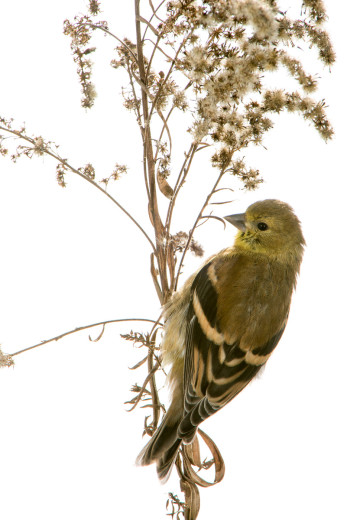 American Goldfinch (Spinus tristis)