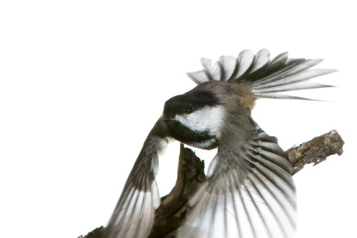 This image came from the previous morning and was so close.  However, the wings got clipped and the bird's head isn't in focus.  It provided the inspiration to do better.