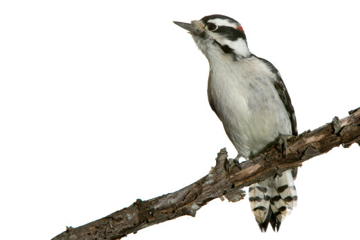 Hairy Woodpecker (Picoides villosus)