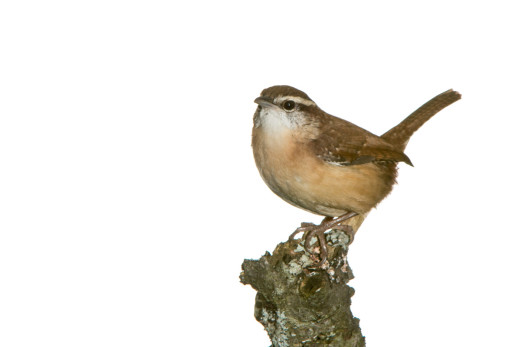 Carolina Wren (Thryothorus ludovicianus)