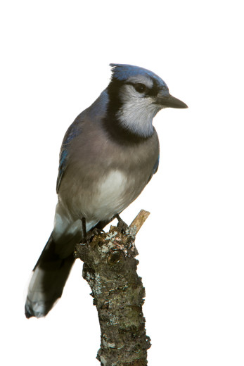 Blue Jay (Cyanocitta cristata)