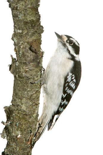 Downy Woodpecker (Picoides pubescens)