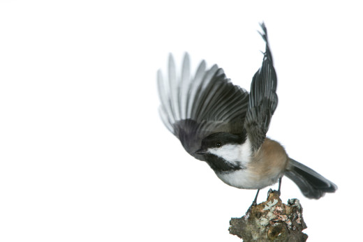 Black-capped Chickadee taking off.  The image I was after!