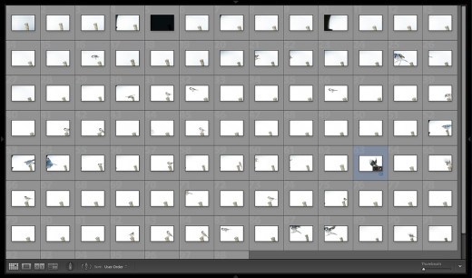 Here is what my Lightroom catalog looked like once I imported all the images into my catalog.  You can see the one image I ended up keeping that is highlighted in blue.