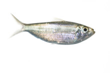 Scaled Herring