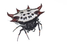 Spinybacked Orbweaver