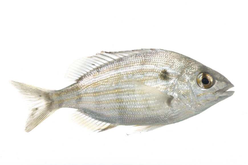 Pinfish (Lagodon rhomboides)