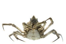 Longnose Spider Crab