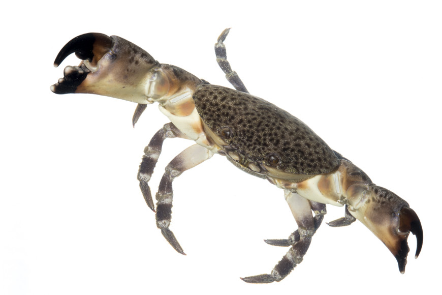 Florida Stone Crab (Menippe mercenaria)