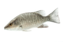 Grey (Mangrove) Snapper