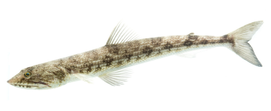 Inshore Lizardfish (Synodus foetens)