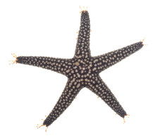 Small-spine Sea Star