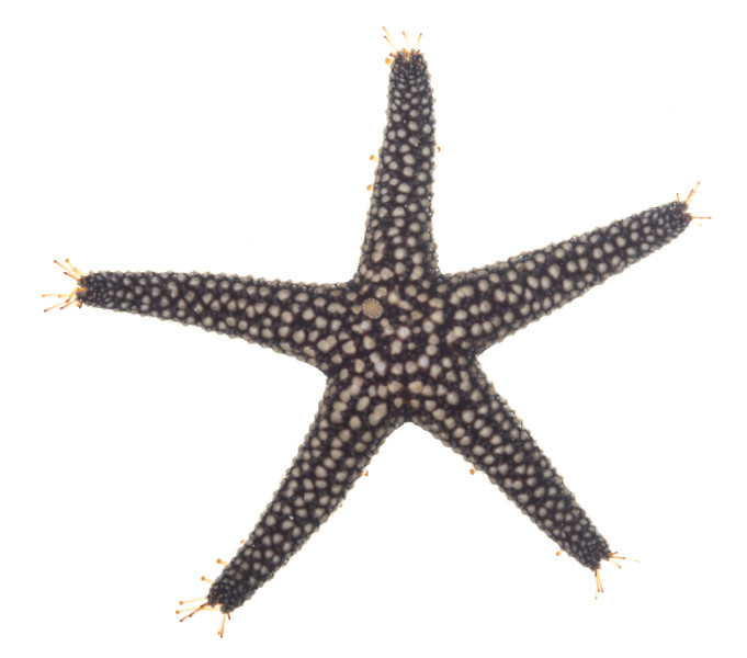 Small-spined Sea Star (Echinaster spinulosus)