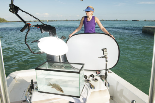 My wife Carrie holds the background for my field studio while I photograph a Grey (Mangrove) Snapper in the fish tank,