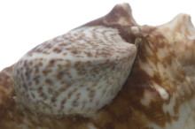 Spotted Slipper Shell