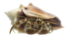 Palmate Hermit Crab