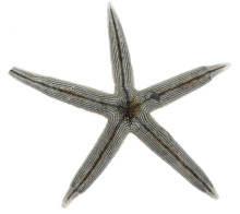 Gray Sea Star