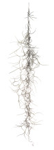 Spanish Moss