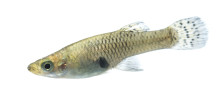 Eastern Mosquitofish