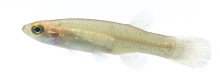 Golden Topminnow