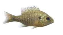 Dollar Sunfish