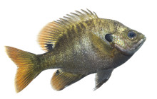 Bluegill Sunfish