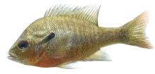 Redbreast Sunfish