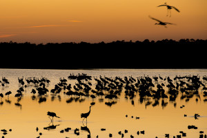 Hundreds of Sandhill Cranes join a small flock of White Pelicans and thousands of ducks to roost in the Click Ponds at Viera Wetlands.