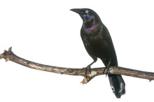 Common Grackle