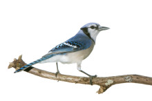 Blue Jay