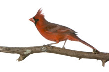 Northern Cardinal