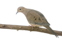 Mourning Dove