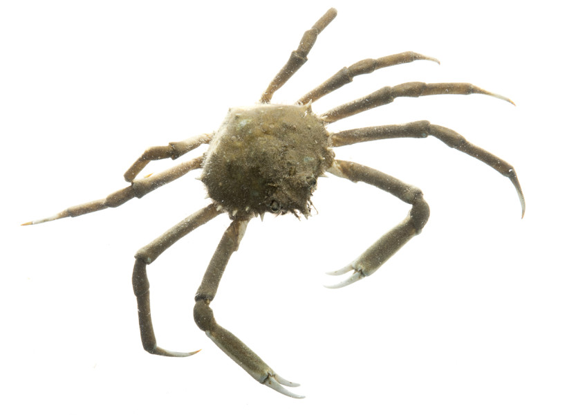 Longnose Spider Crab (Libinia dubia)