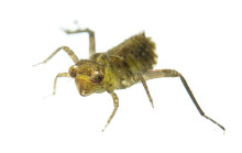 Pondhawk Species Larva