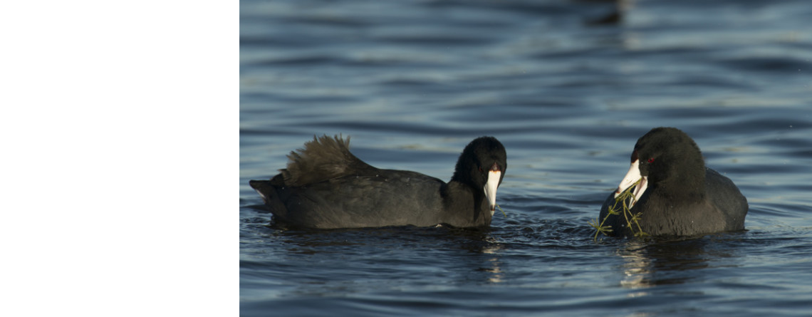 The American Coot