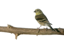 American Goldfinch