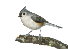 Tufted Titmouse