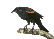 Red-winged Blackbird