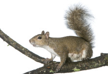 Eastern Gray Squirrel