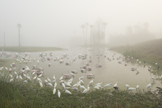 Still from Time Lapse of Feeding Frenzy of Egrets, Herons, Spoonbills, Storks, and Ibis.  Orlando Wetlands Park, Christmas.