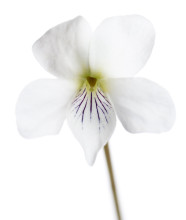 Bog White Violet